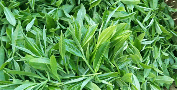 f03d6202437aca4ada570df855ad0e9.gif